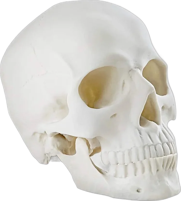 Life size skeleton skull prop