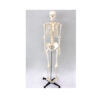 Skeleton