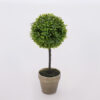 Plant In Pot