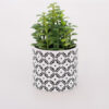 Potted Succulent