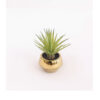 Cactus in gold vase