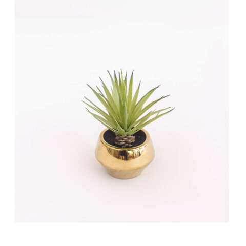 Cactus in gold vase