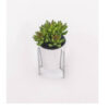 Cactus on stand