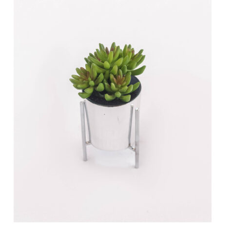 Cactus on stand