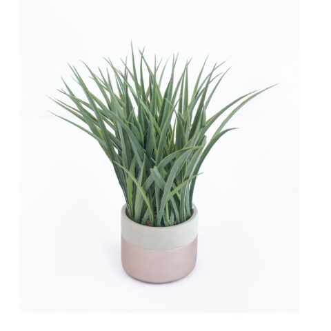 Green tea plant pot