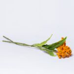 Celosia cristata flower branch