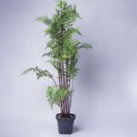 Common asparagus fern