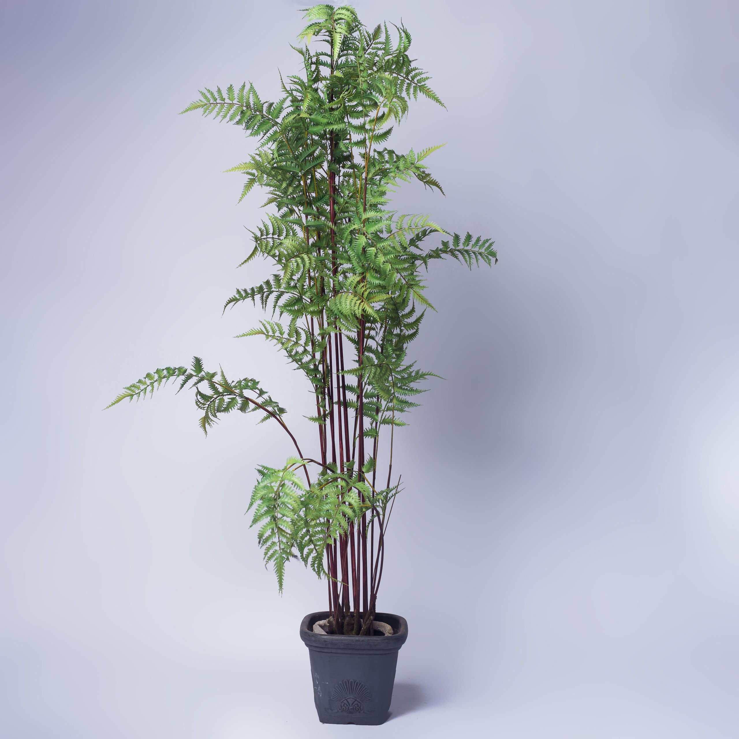 Common asparagus fern
