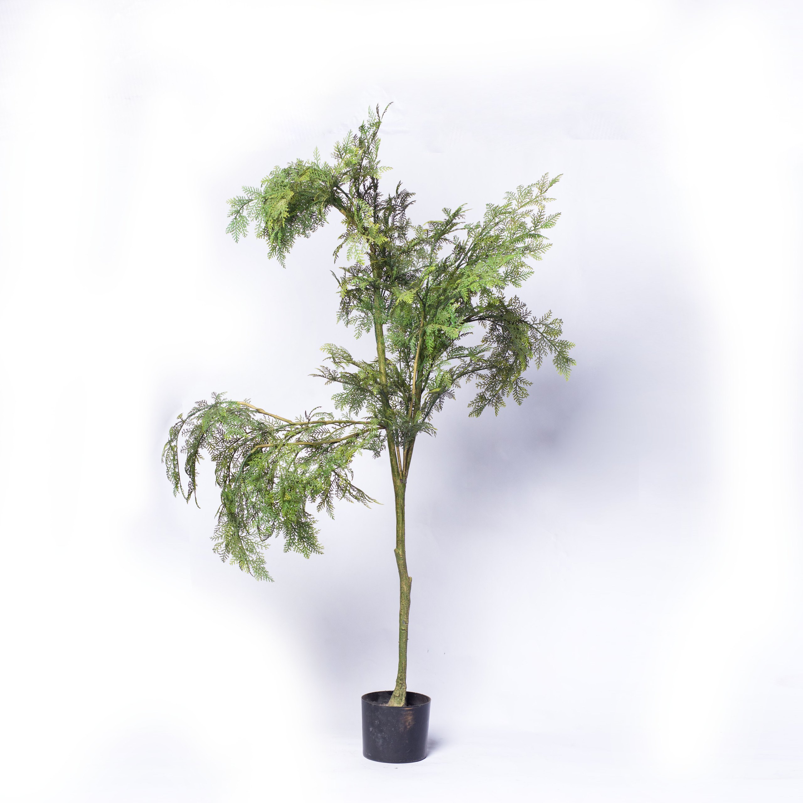 Dick Sonia plant