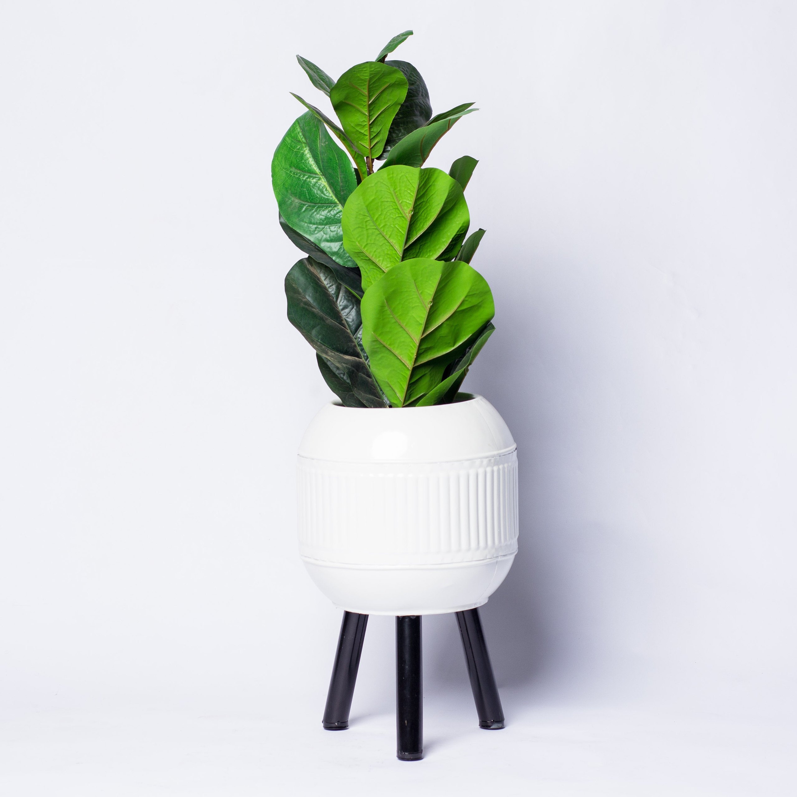 Fiddle fake potted plant