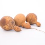 Gourds