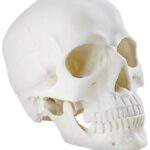 Life size skeleton skull