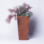 Parasitaxus usta with brown vase
