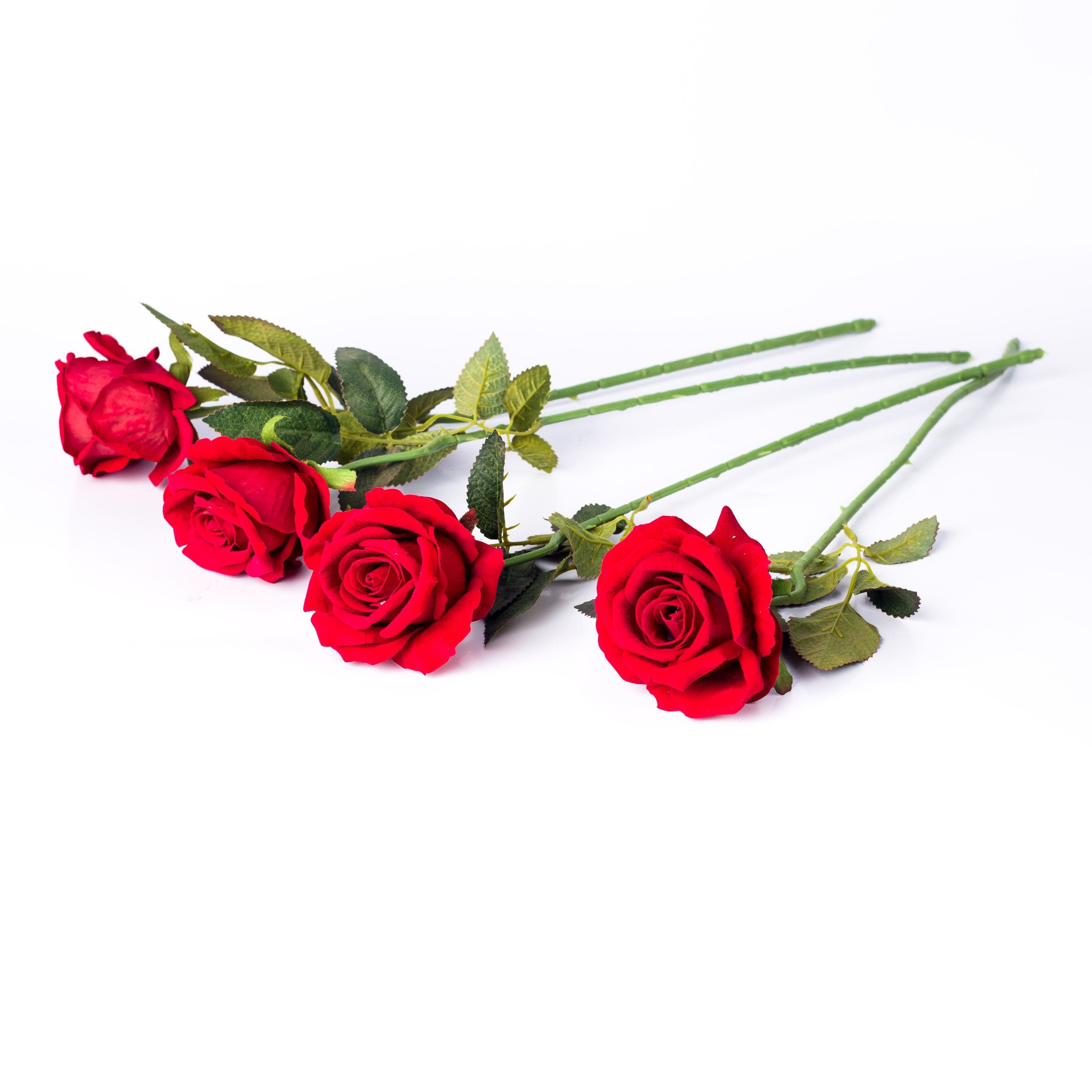 Rose flower