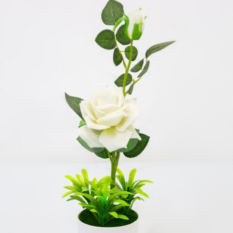 White Rose Flower